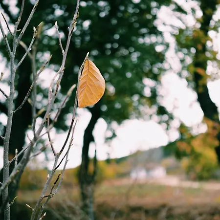 Elati Oreini Korinthia ヴィラ Velina