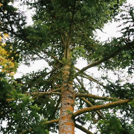 Elati Oreini Korinthia Velina