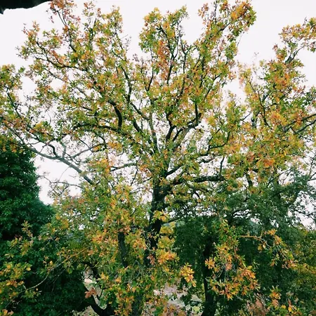 Elati Oreini Korinthia Вилла Velina