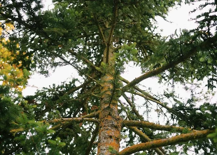 Elati Oreini Korinthia Velina